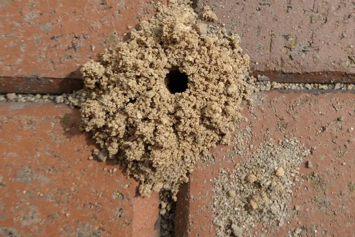 Mieren bestrijden met knoflook: praktische huismiddeltjes