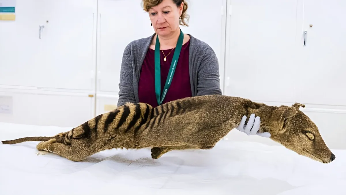 Doorbraak in de paleogenomica: celactiviteit van de uitgestorven thylacine onthuld