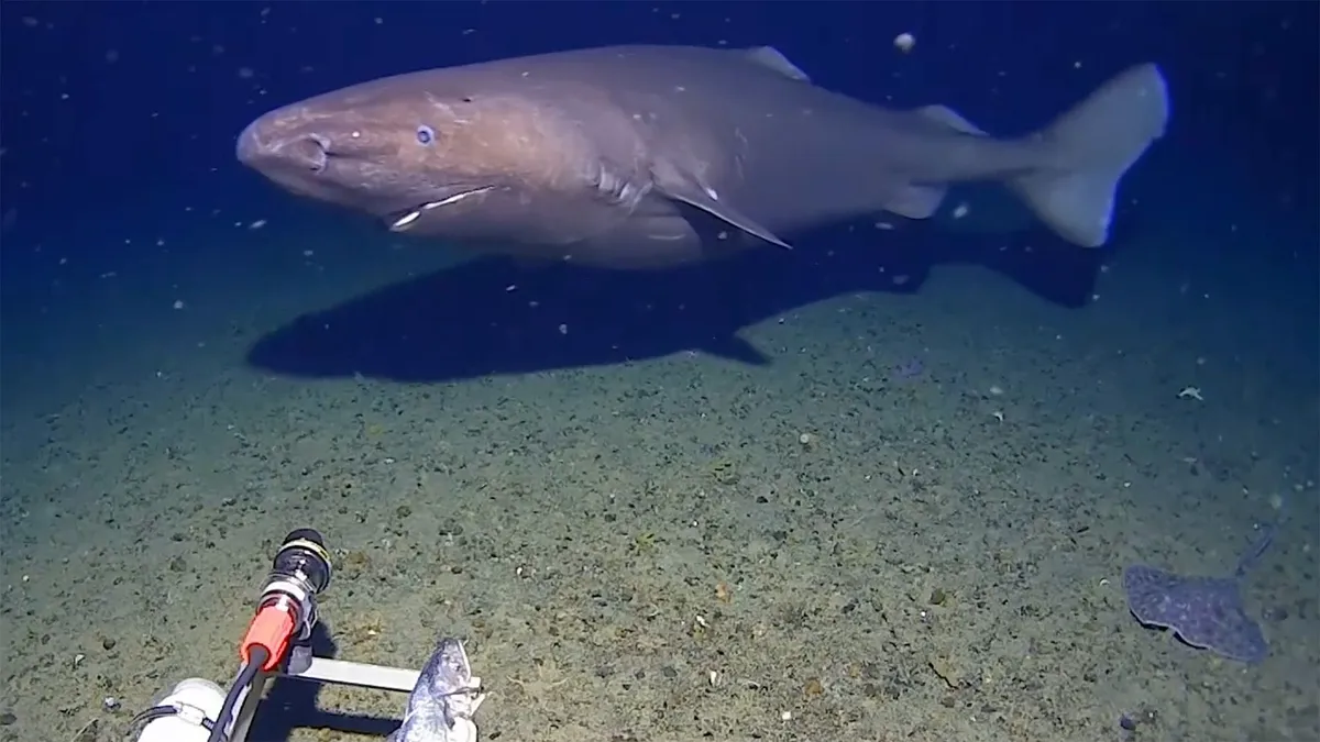 Slaperhaai voor het eerst vastgelegd in de Antarctische Oceaan