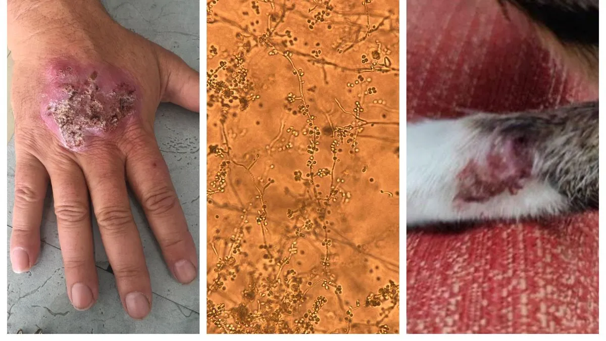 Uitbraak van Sporothrix brasiliensis in Uruguay zorgt voor onrust