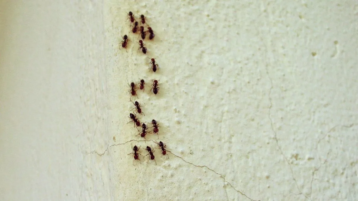 Mieren in huis: ongemak of verborgen zegen?