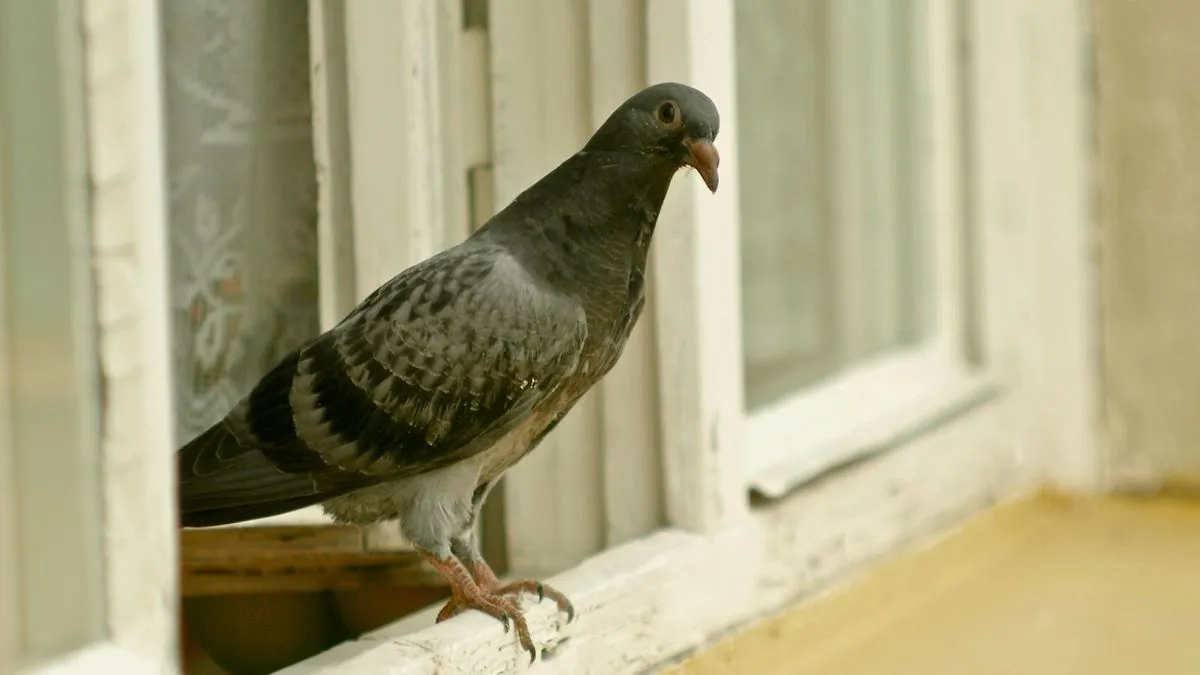 Wat een duif in ons dagelijks leven betekent