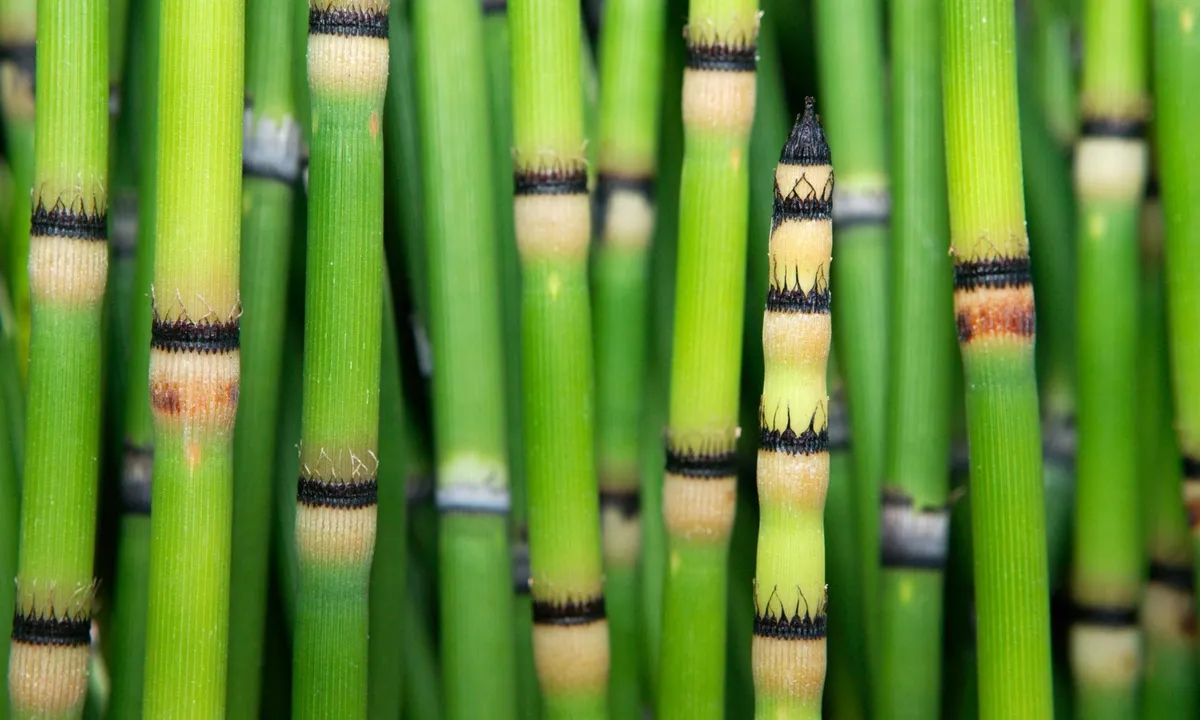 Prehistorische plant maakt water dat lijkt te komen uit de ruimte